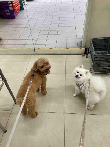 搖屁屁寵物美容民宿（不關籠） - 出去逛街的開心  同時回眸一笑