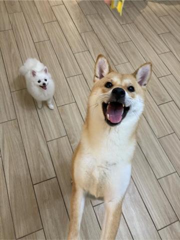 搖屁屁寵物美容民宿（不關籠） - 在民宿就像來渡假好開心