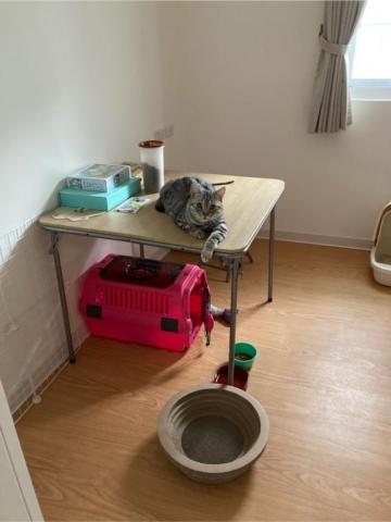 搖屁屁寵物美容民宿（不關籠） - 貓咪有獨立房呢 當貓咪值得