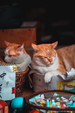 冬樹君 - 寵物貓照