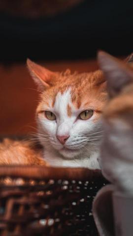 冬樹君 - 坐落在鹿港某家店面的寵物貓