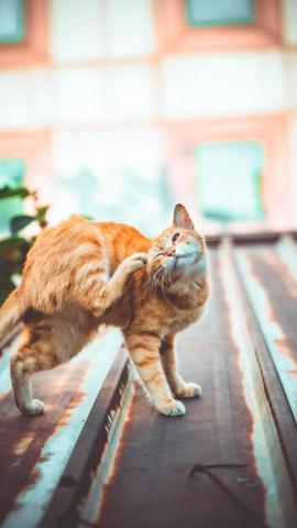 冬樹君 - 貓咪照