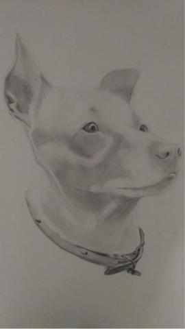 jai ping Ling - 寵物小狗素描（3）