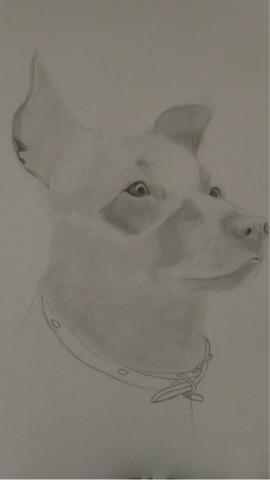 jai ping Ling - 寵物小狗素描（2）