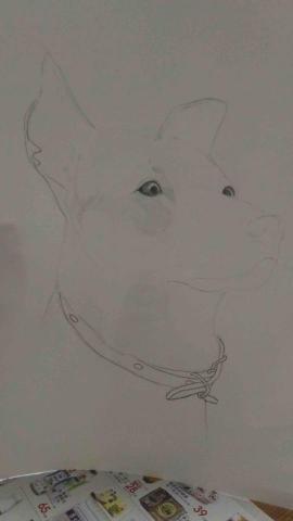 jai ping Ling - 寵物小狗素描（1）