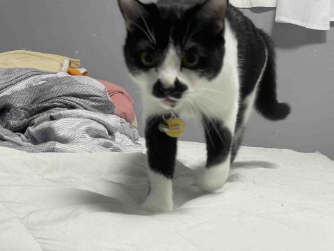 提供遛狗服務的專家蕭艾