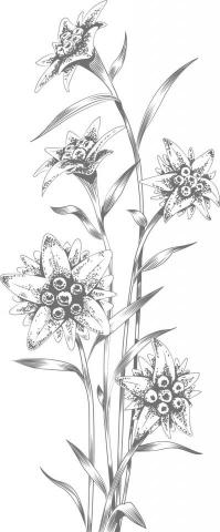 郭公明 - 插畫設計 郭公明 - 插畫設計