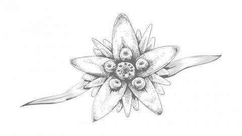 郭公明 - 插畫設計 郭公明 - 插畫設計