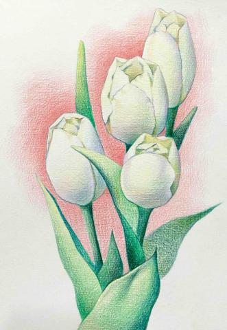 范姜澤剛 - 色鉛筆