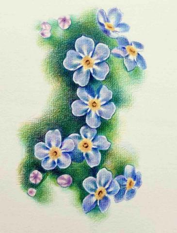 范姜澤剛 - 色鉛筆