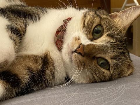 提供1101台泥服務的專家Stellalala 