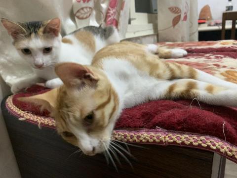 提供兼差服務的專家林晉興