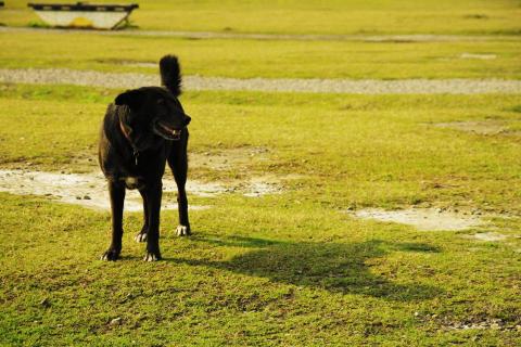 Kyanstudio - ｜寵物攝影｜