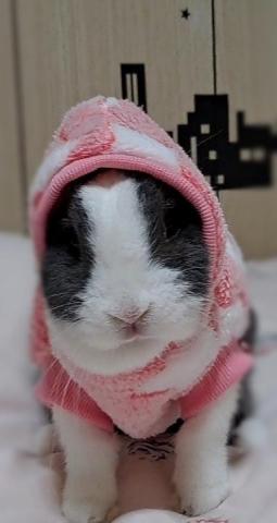 Biicome音樂教學 - 我的可愛女兒