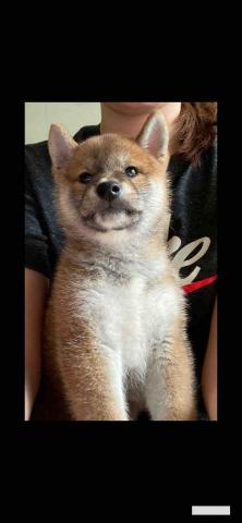 提供訓練狗服務的專家疾管署