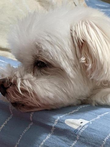 提供代購服務的專家楊采薇