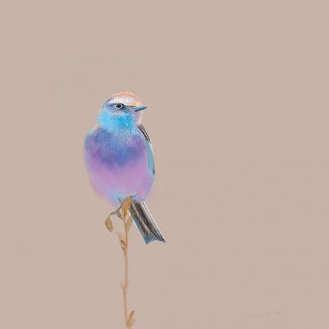 n's JARDIN  - 電繪作品 n's JARDIN  - 電繪作品