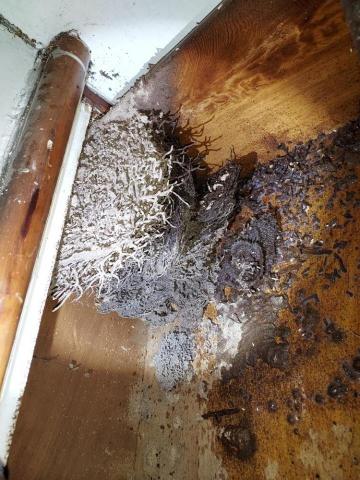 聯吉專業消毒除蟲公司 - 白蟻危害~