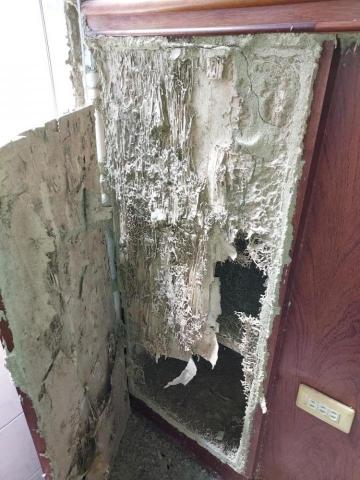 聯吉專業消毒除蟲公司 - 白蟻危害~