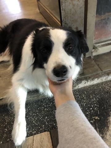 提供coach代購服務的專家Peggy