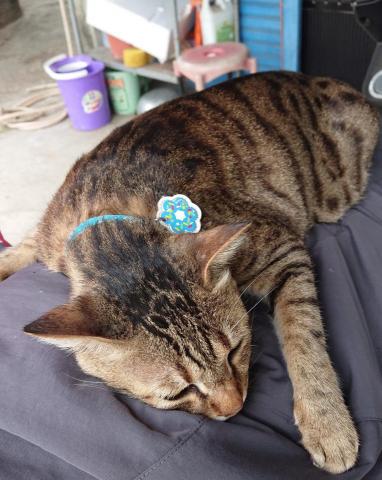 提供jlpt1服務的專家鍾瑞愷