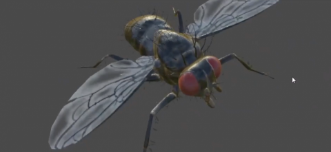 巧橋設計有限公司 - 3D蒼蠅模型