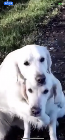 徐長明 - 帶2隻拉拉去散步