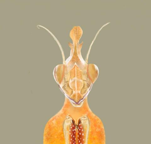 reflectionholder - 電腦繪圖 昆蟲