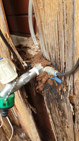 極淨專業除蟲 - 白蟻入侵