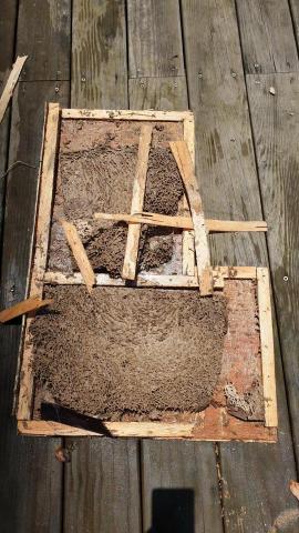 極淨專業除蟲 - 白蟻蟻巢