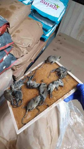 極淨環衛 - 滅鼠防治 極淨環衛 - 滅鼠防治