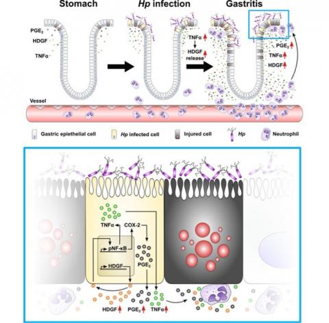 Akira Yang - SCI 論文摘要圖. https://www.nature.com/articles/s41388-019-0886-3 Akira Yang - SCI 論文摘要圖. https://www.nature.com/articles/s41388-019-0886-3