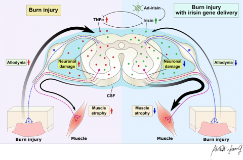 Akira Yang - SCI 論文摘要圖. https://www.mdpi.com/1422-0067/21/20/7798 Akira Yang - SCI 論文摘要圖. https://www.mdpi.com/1422-0067/21/20/7798