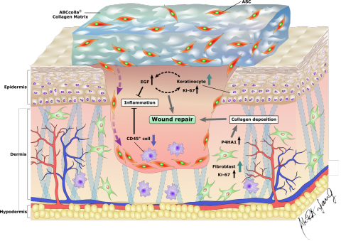 Akira Yang - SCI 論文摘要圖. https://www.medsci.org/v17p0354.htm Akira Yang - SCI 論文摘要圖. https://www.medsci.org/v17p0354.htm