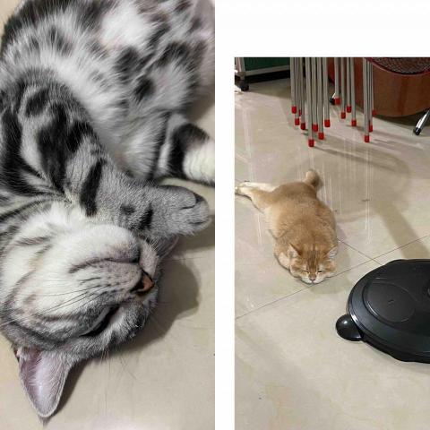 賴佩妤 - 需要寄養貓咪 可以詢問
