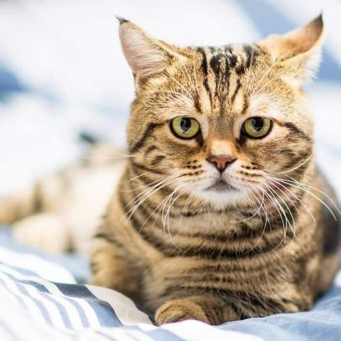 嘻影力影像工作室 - 寵物拍攝