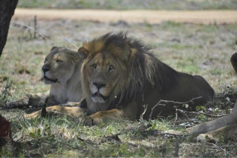 大地和風智慧科技 - 生態攝影