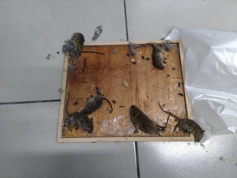 蟲鼠剋星 - 鼠患防治