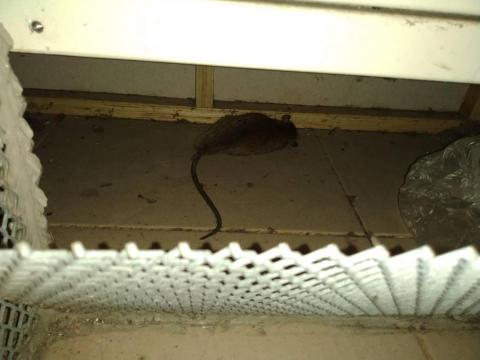 蟲鼠剋星 - 投放鼠餌後成功消滅的鼠隻