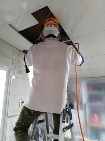 蟲鼠剋星 - 蟑螂防治