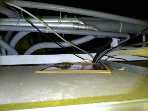 蟲鼠剋星 - 鼠患防治