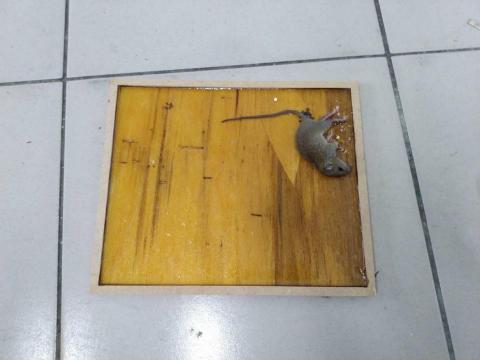 蟲鼠剋星 - 鼠患防治