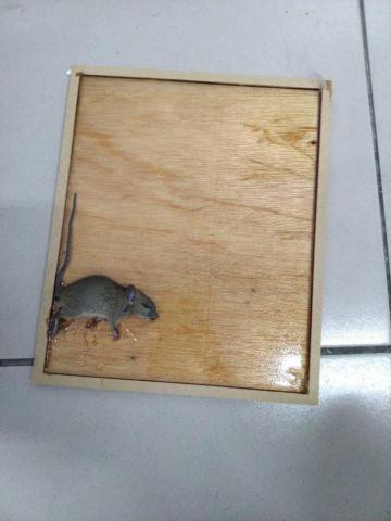 蟲鼠剋星 - 鼠患防治