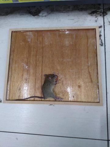 蟲鼠剋星 - 鼠患防治