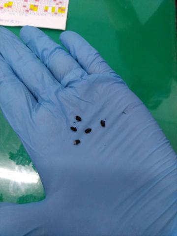 蟲鼠剋星 - 除蟲消毒作業後撲滅之臭蟲