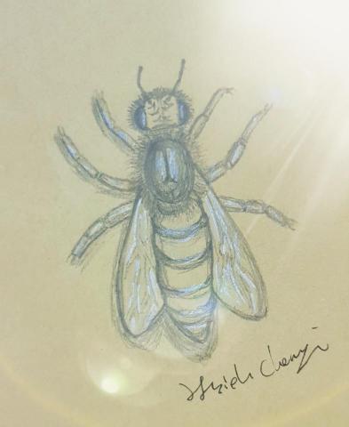 希希達 - 昆蟲類手繪插圖