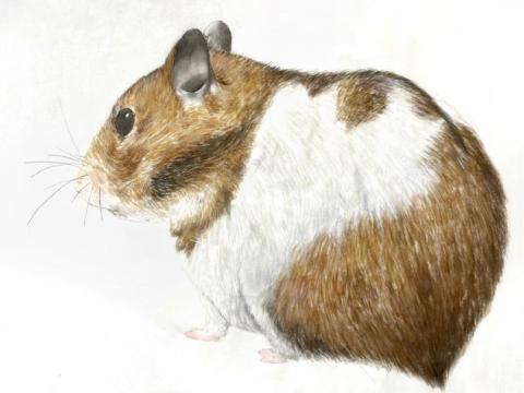 翁雪凝 - 老師作品