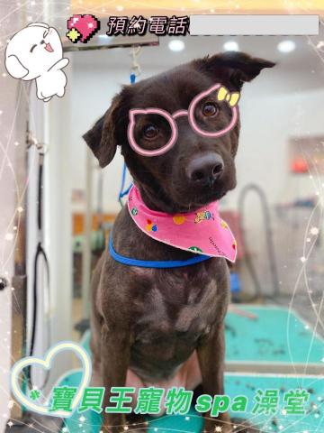 寶貝王寵物spa澡堂 - 