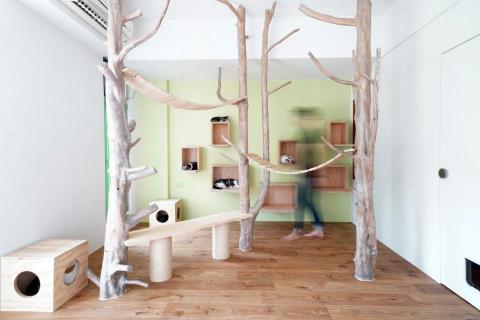 杵思設計 - 【商空作品】貓中途之家