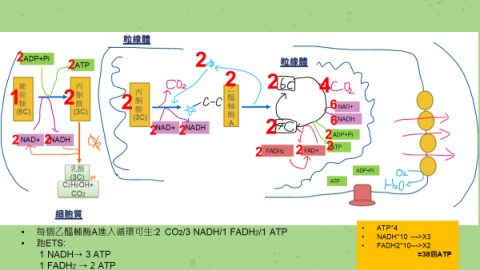 黃子瑄 - 生物自製教材範例-3